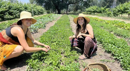 The Modern Herbalist: Growing, Harvesting, and Preparing Medicinal Herbs