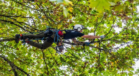 The Urban Arborist: Mastering Tree Care, Pruning, and Landscaping